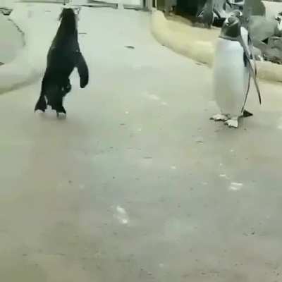 jumping rockhopper