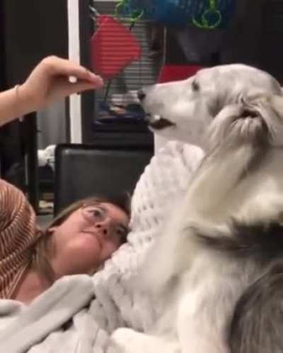Doggo figures out he's being bamboozled