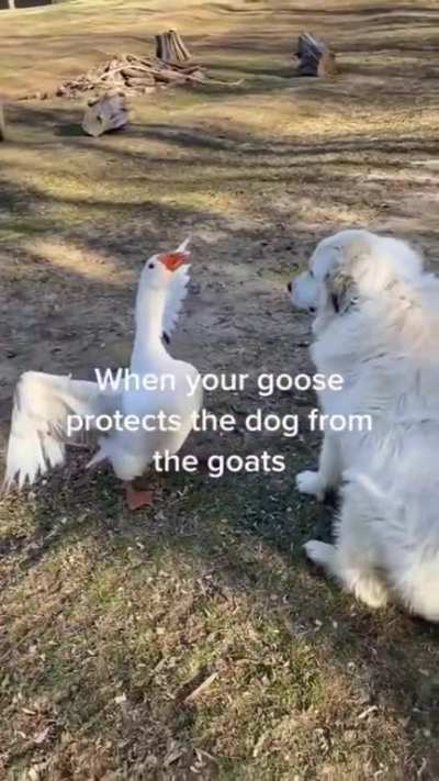 He protect