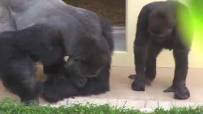 Gorilla entomologist teaching his son