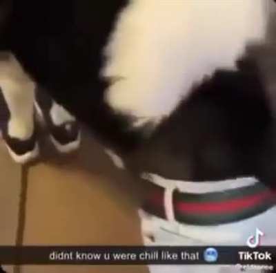 Animal rule