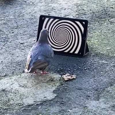 pigeon hypnosis ( video by Pablo Rochat )