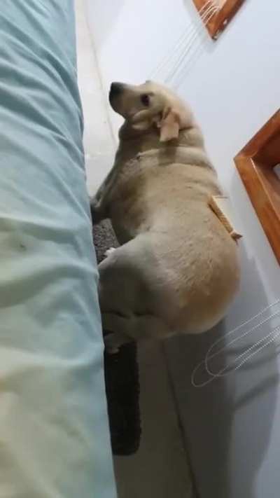 noo !!! no estoy gordo xd