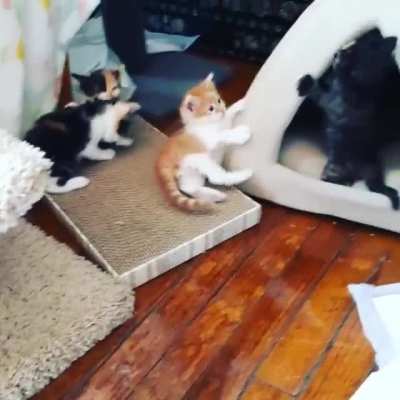 Floof fight