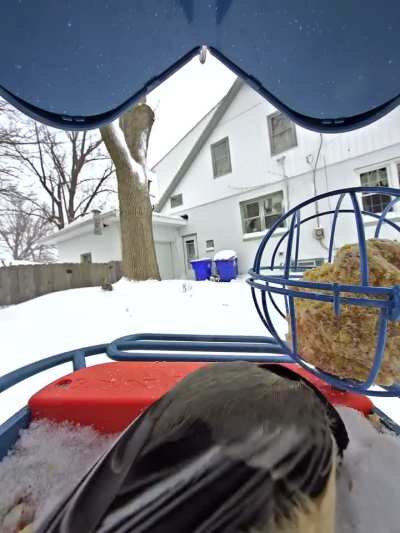 Black Capped Chickadee