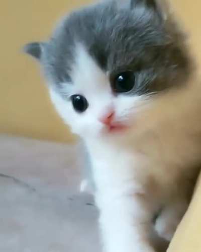 Cuteness overload 😻