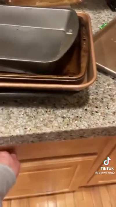 Pobre cachorro