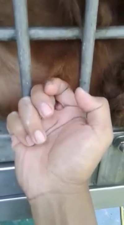 Don't fall asleep at the zoo!