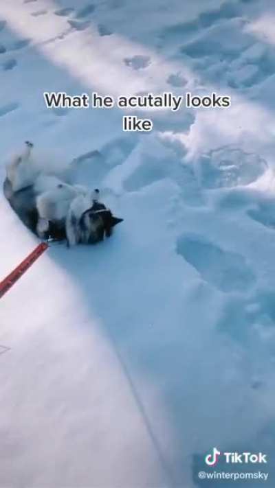 Dogs are the best