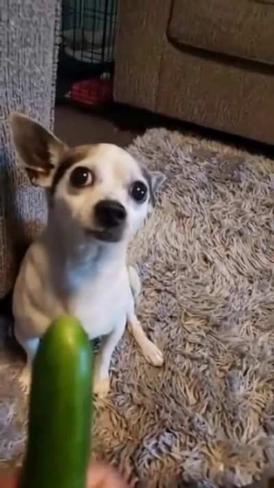 Что не так с огурц<wbr>ом?