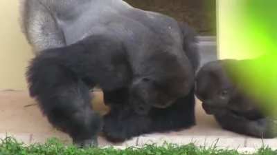 Silverback and his son, calmly observe a caterpillar.
