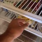 Do kookaburras like pasta?