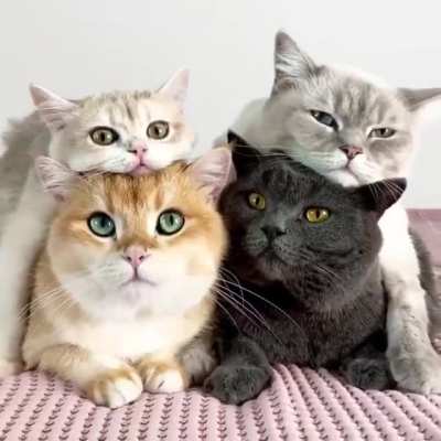 Cuddle Puddle