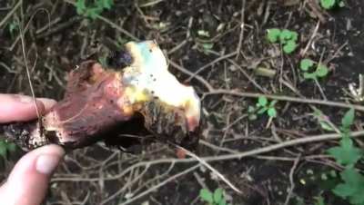 Mushroom oxidises and turns deep blue in seconds when cut