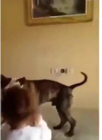 Kids teach their dog how to bounce on bed