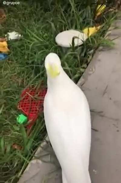 Birb