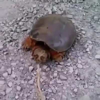 Turtle perform interesting behavior.