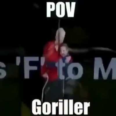 PUNTO DE VISTA GORILA