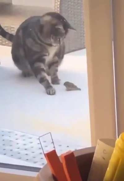 Little birb is smashed