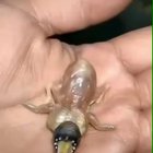 This baby bird