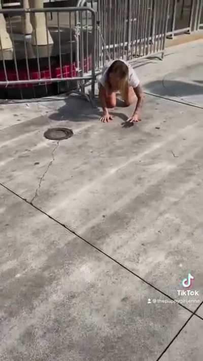 Pet fight