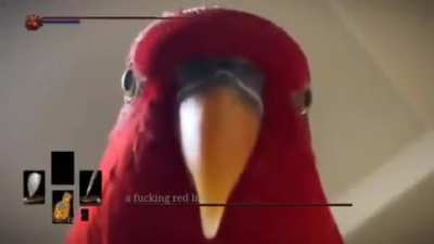 Just a laughing red bird…