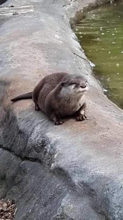 squeek!