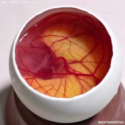 Growing a chicken inside a duck egg.