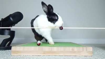 ASMR bunny