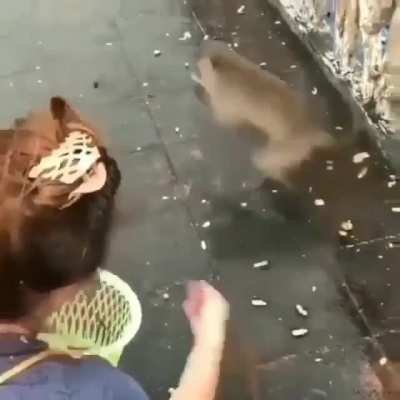 macaco