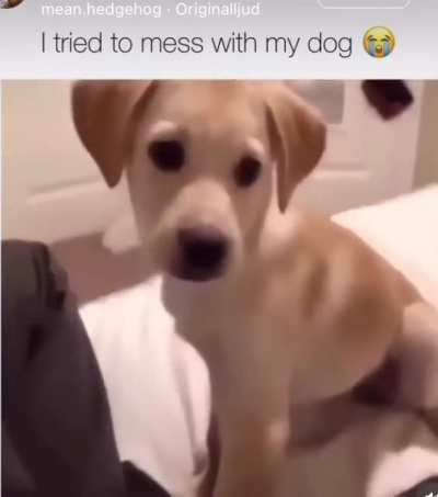 Doggy got revenge