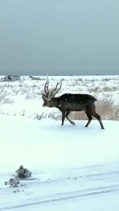 This deer has the head and antlers of a rival stuck in its antlers.