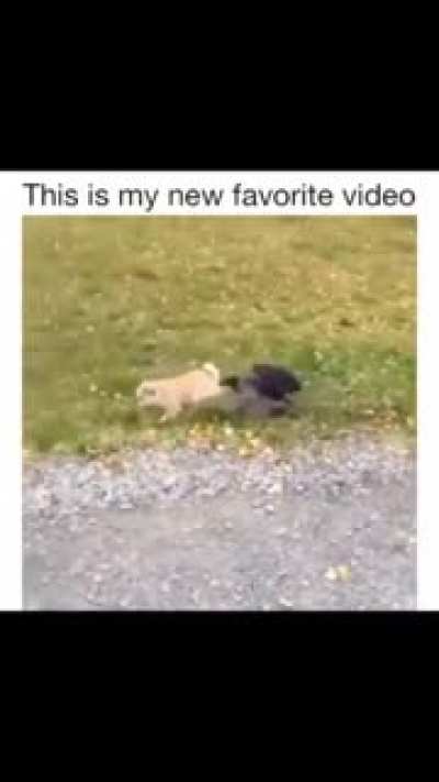 My new favorite video