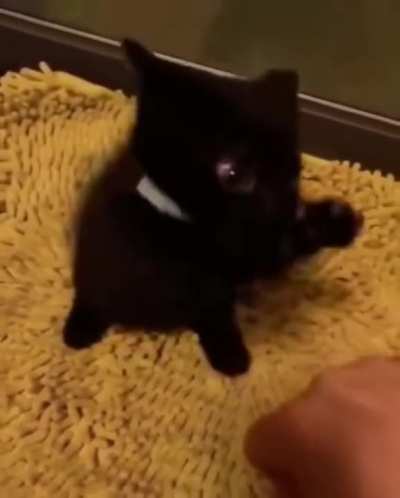 Little black Dragon