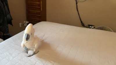 It was too hot outside so we bounced on the bed today. Fun times!
