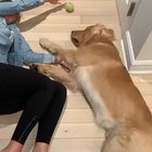 The greatest game of fetch I've ever seen.