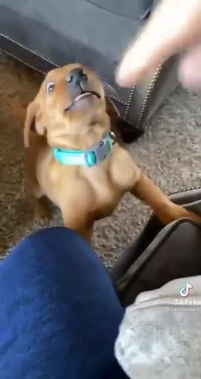 Young Scooby Needs a Snack