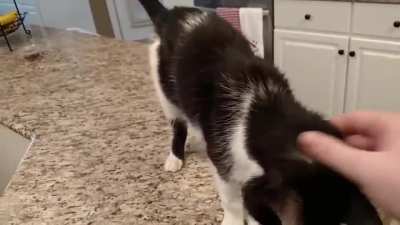 Meow motherf*cker