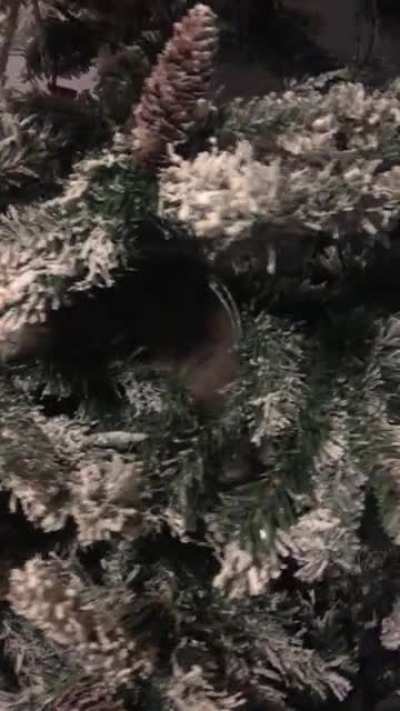 There’s goes my tree. It’s Miso’s now.