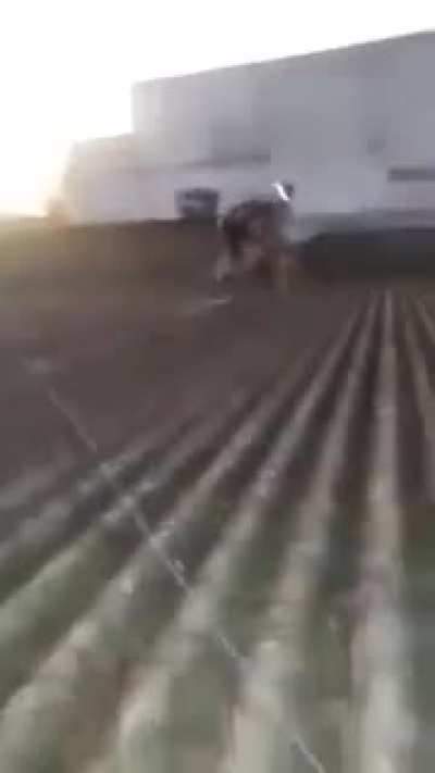 macacolol pegando a bola