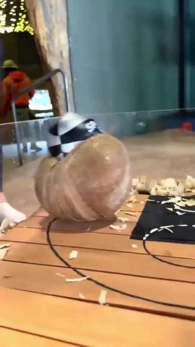 He loves to play!