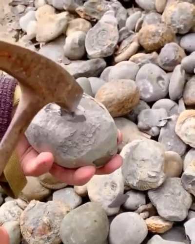 fossilid