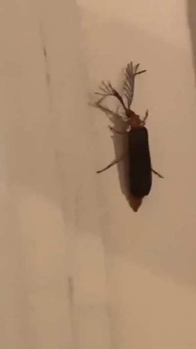 eyelash bug