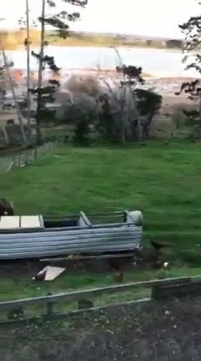 Trying to dump compost in the ram's enclosure and not quite managing to outrun him afterwards