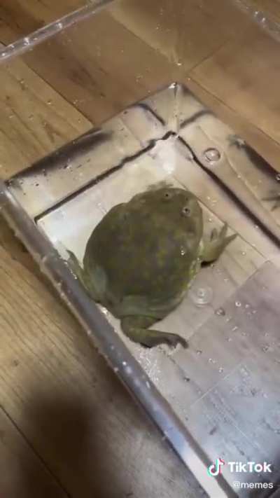 Hissing boi