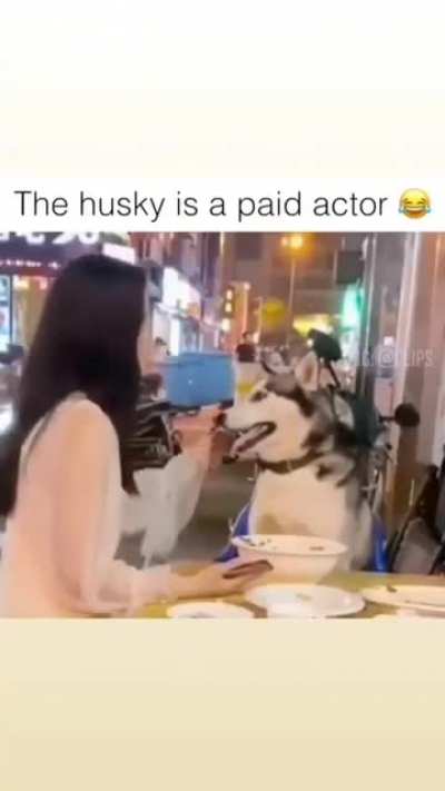 Dog flip a food