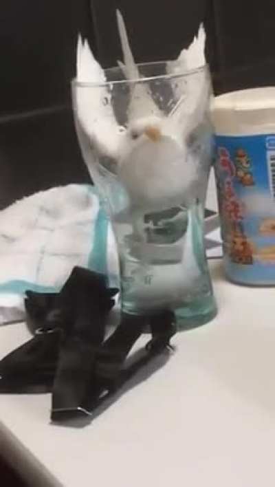 *Birb being a derp...