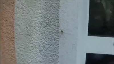 Blowing the spider