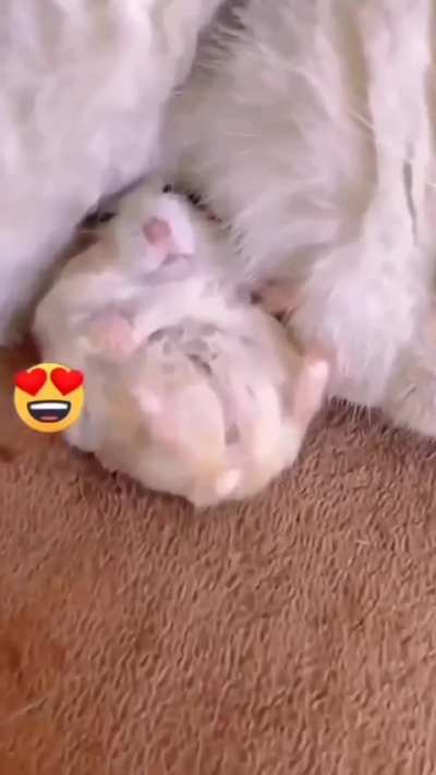 Tom &Jerry finally become friends
