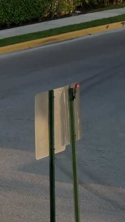 This woodpecker in my neighborhood hits this street sign every morning, I can’t help but imagine he’s thinking “Damn, this tree is impeccable!”